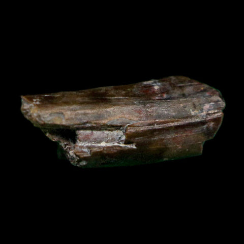 0.4" Dimetrodon Sail Spine Bone Fossil Permian Age Waurika Oklahoma COA, Display - Fossil Age Minerals