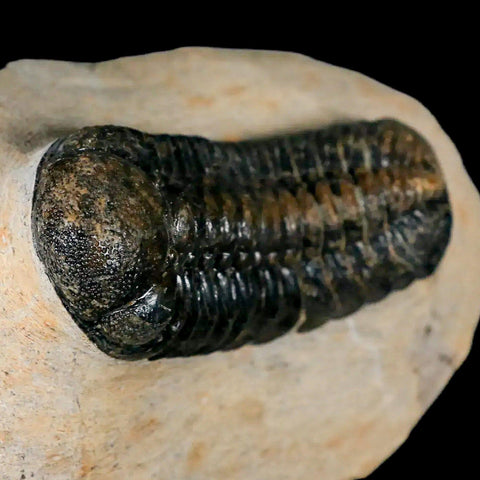 2.6" Moroccops Trilobite Fossil Devonian Morocco 400 Million Years Old COA - Fossil Age Minerals