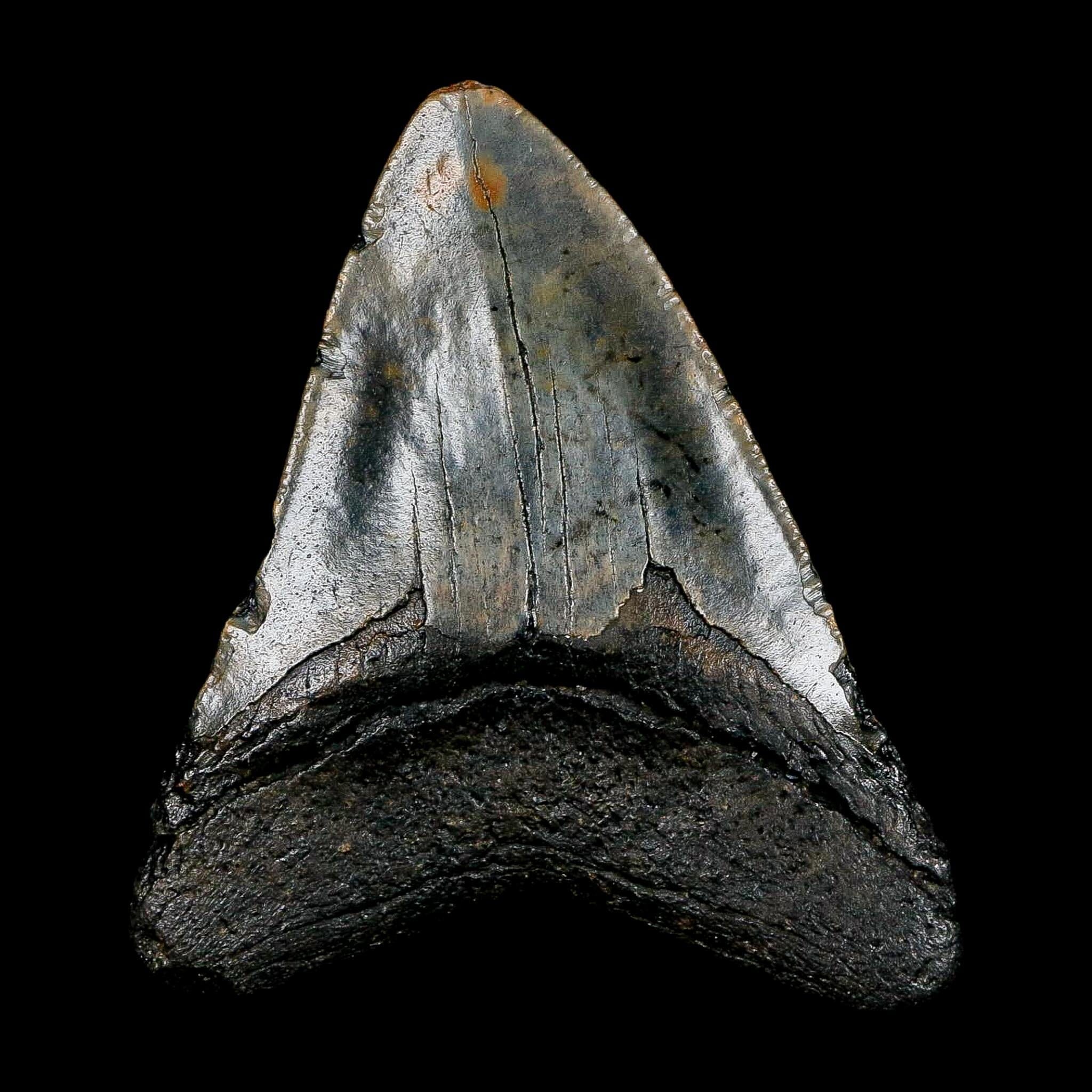 2.7" Quality Megalodon Shark Tooth Serrated Fossil Natural Miocene Age COA - Fossil Age Minerals