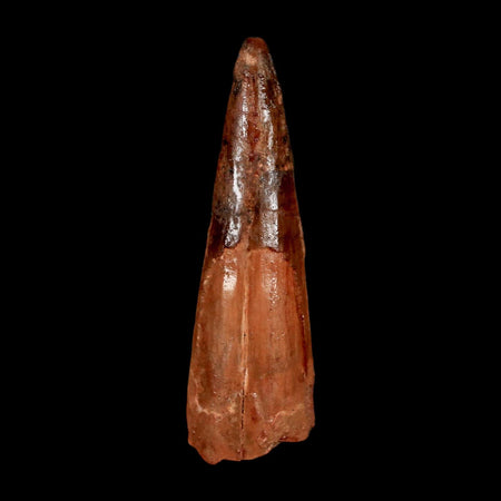2.2" Spinosaurus Fossil Tooth 100 Million Years Old Cretaceous Dinosaur COA Stand