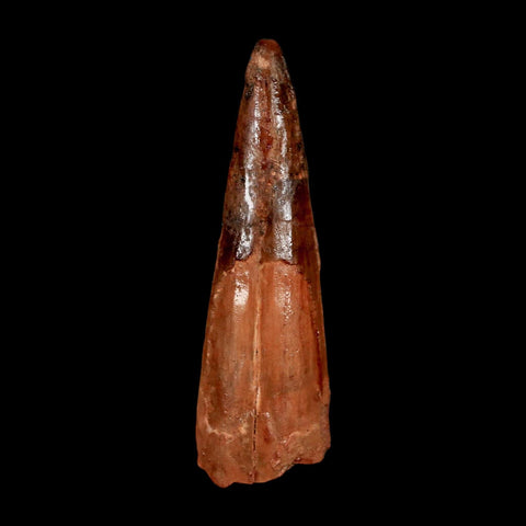 2.2" Spinosaurus Fossil Tooth 100 Million Years Old Cretaceous Dinosaur COA Stand