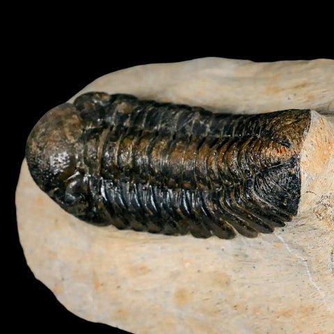 2.6" Moroccops Trilobite Fossil Devonian Morocco 400 Million Years Old COA - Fossil Age Minerals