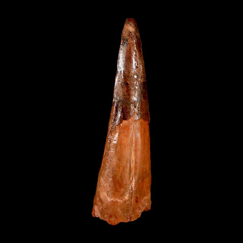 2.2" Spinosaurus Fossil Tooth 100 Million Years Old Cretaceous Dinosaur COA Stand