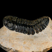2.6" Moroccops Trilobite Fossil Devonian Morocco 400 Million Years Old COA