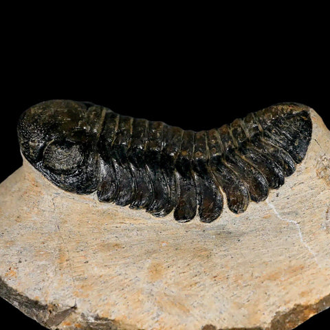 2.6" Moroccops Trilobite Fossil Devonian Morocco 400 Million Years Old COA - Fossil Age Minerals