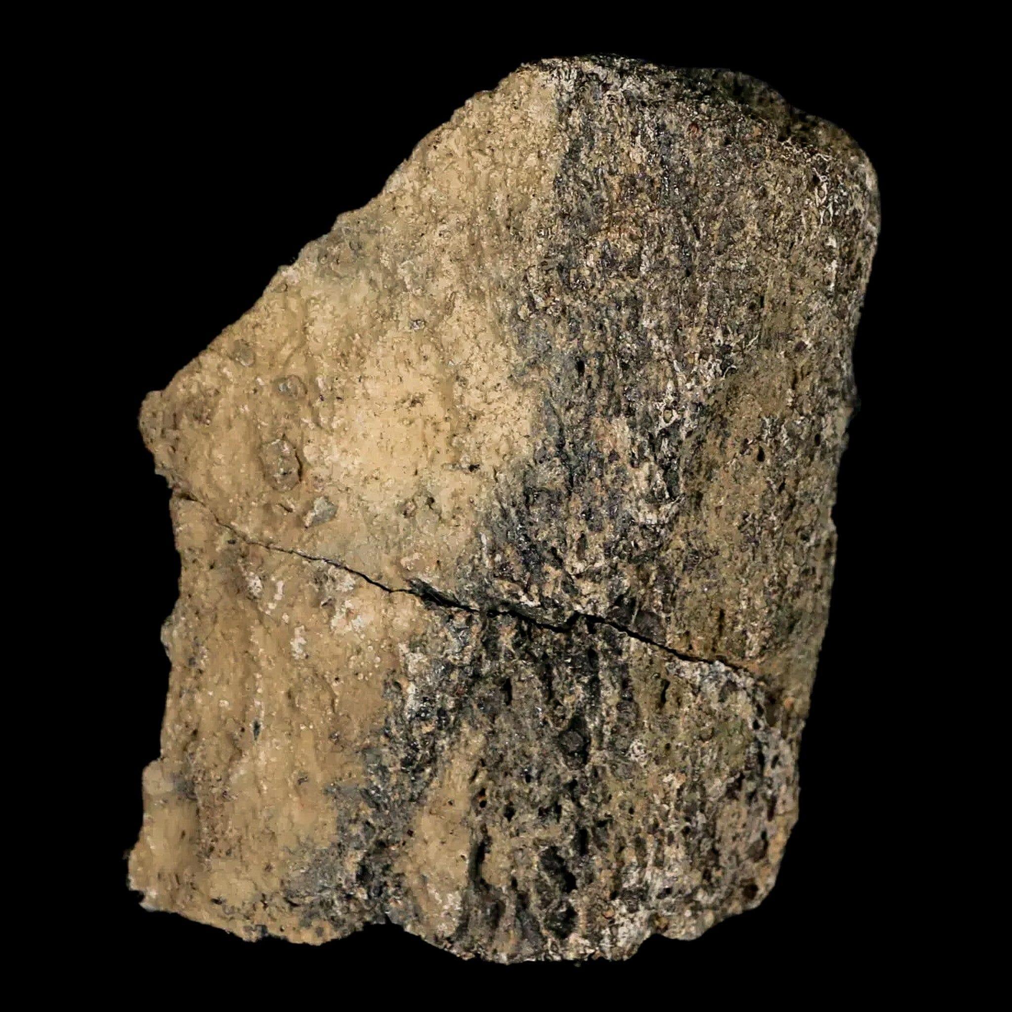 2.5" Lambeosaurus Fossil Bone Marrow Judith River FM MT Cretaceous Dinosaur COA - Fossil Age Minerals
