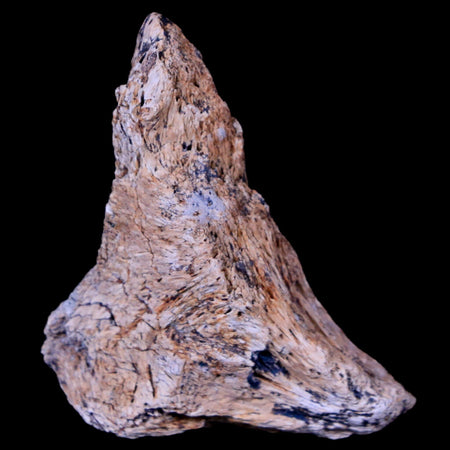 1.7" Corythosaurus Fossil Bone Judith River FM MT Cretaceous Dinosaur COA