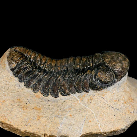 2.6" Moroccops Trilobite Fossil Devonian Morocco 400 Million Years Old COA