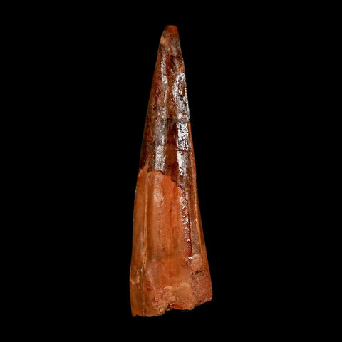 2.2" Spinosaurus Fossil Tooth 100 Million Years Old Cretaceous Dinosaur COA Stand