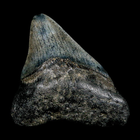 2.4" Quality Megalodon Shark Tooth Serrated Fossil Natural Miocene Age COA