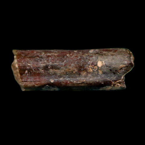 0.6" Dimetrodon Sail Spine Bone Fossil Permian Age Waurika Oklahoma COA, Display - Fossil Age Minerals