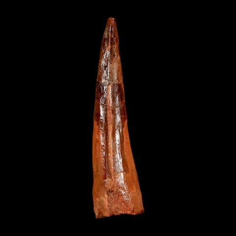 2.2" Spinosaurus Fossil Tooth 100 Million Years Old Cretaceous Dinosaur COA Stand