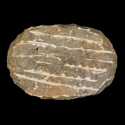 2.6" Moroccops Trilobite Fossil Devonian Morocco 400 Million Years Old COA - Fossil Age Minerals