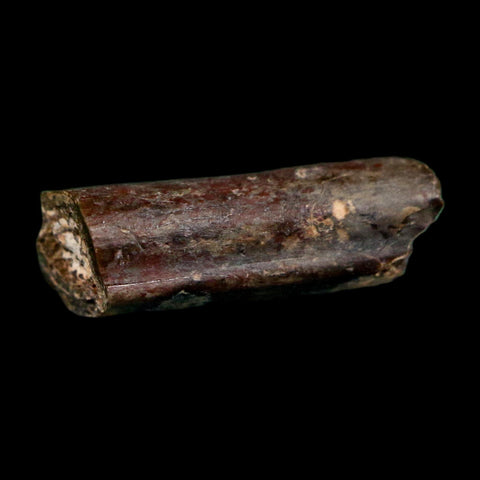 0.6" Dimetrodon Sail Spine Bone Fossil Permian Age Waurika Oklahoma COA, Display - Fossil Age Minerals