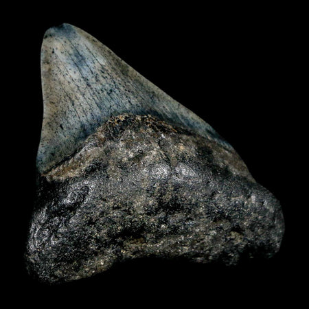 2.4" Quality Megalodon Shark Tooth Serrated Fossil Natural Miocene Age COA