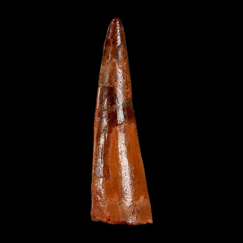 2.2" Spinosaurus Fossil Tooth 100 Million Years Old Cretaceous Dinosaur COA Stand