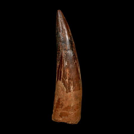 XL 3.5" Spinosaurus Fossil Tooth 100 Million Years Old Cretaceous Dinosaur COA