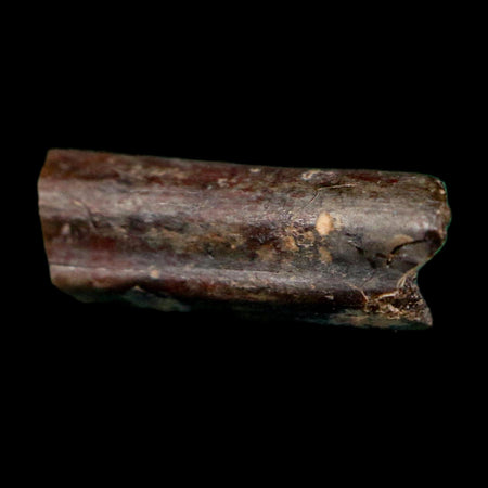 0.6" Dimetrodon Sail Spine Bone Fossil Permian Age Waurika Oklahoma COA, Display