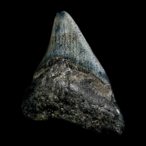 2.4" Quality Megalodon Shark Tooth Serrated Fossil Natural Miocene Age COA