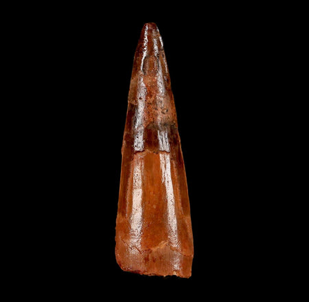 2.2" Spinosaurus Fossil Tooth 100 Million Years Old Cretaceous Dinosaur COA Stand