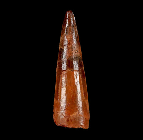 2.2" Spinosaurus Fossil Tooth 100 Million Years Old Cretaceous Dinosaur COA Stand