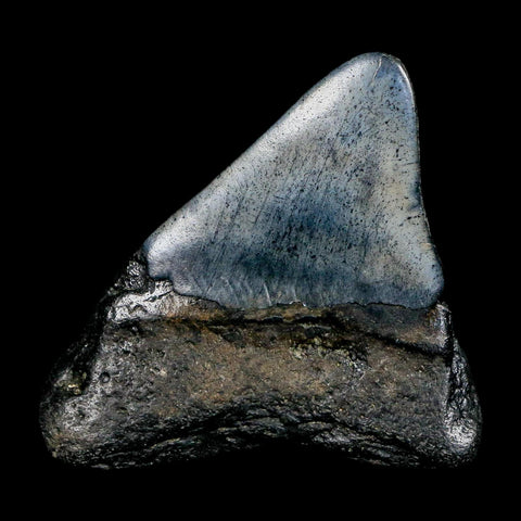 2.4" Quality Megalodon Shark Tooth Serrated Fossil Natural Miocene Age COA