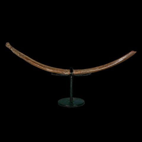 10.2" Ice Age Deer Fossil Rib Bone Pleistocene Epoch 2.58 Million Year Old Stand - Fossil Age Minerals