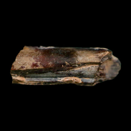 0.6" Dimetrodon Sail Spine Bone Fossil Permian Age Waurika Oklahoma COA, Display