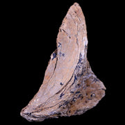 1.7" Corythosaurus Fossil Bone Judith River FM MT Cretaceous Dinosaur COA
