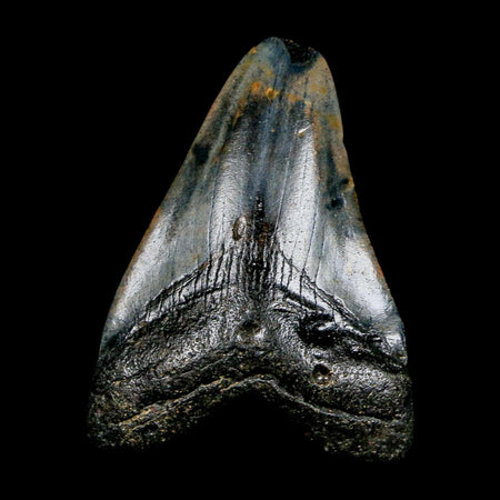 2.1" Quality Megalodon Shark Tooth Serrated Fossil Natural Miocene Age COA