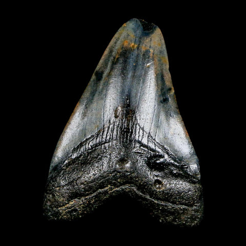 2.1" Quality Megalodon Shark Tooth Serrated Fossil Natural Miocene Age COA