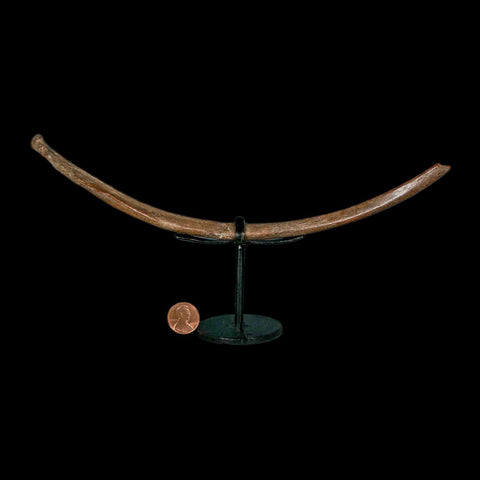 10.2" Ice Age Deer Fossil Rib Bone Pleistocene Epoch 2.58 Million Year Old Stand - Fossil Age Minerals