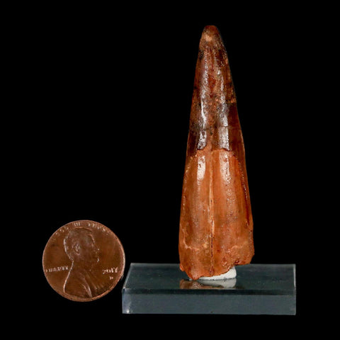 2.2" Spinosaurus Fossil Tooth 100 Million Years Old Cretaceous Dinosaur COA Stand