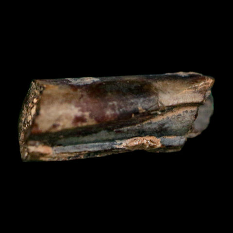 0.6" Dimetrodon Sail Spine Bone Fossil Permian Age Waurika Oklahoma COA, Display - Fossil Age Minerals