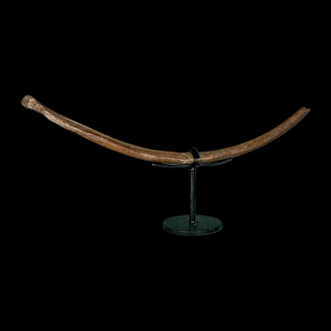 10.2" Ice Age Deer Fossil Rib Bone Pleistocene Epoch 2.58 Million Year Old Stand - Fossil Age Minerals
