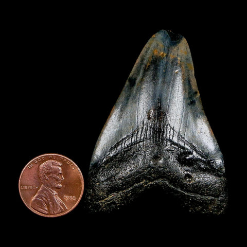 2.1" Quality Megalodon Shark Tooth Serrated Fossil Natural Miocene Age COA
