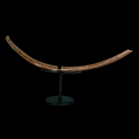 10.2" Ice Age Deer Fossil Rib Bone Pleistocene Epoch 2.58 Million Year Old Stand - Fossil Age Minerals