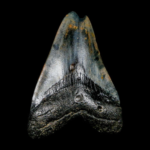 2.1" Quality Megalodon Shark Tooth Serrated Fossil Natural Miocene Age COA