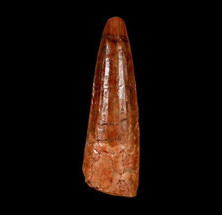 2" Spinosaurus Fossil Tooth 100 Million Years Old Cretaceous Dinosaur COA Stand