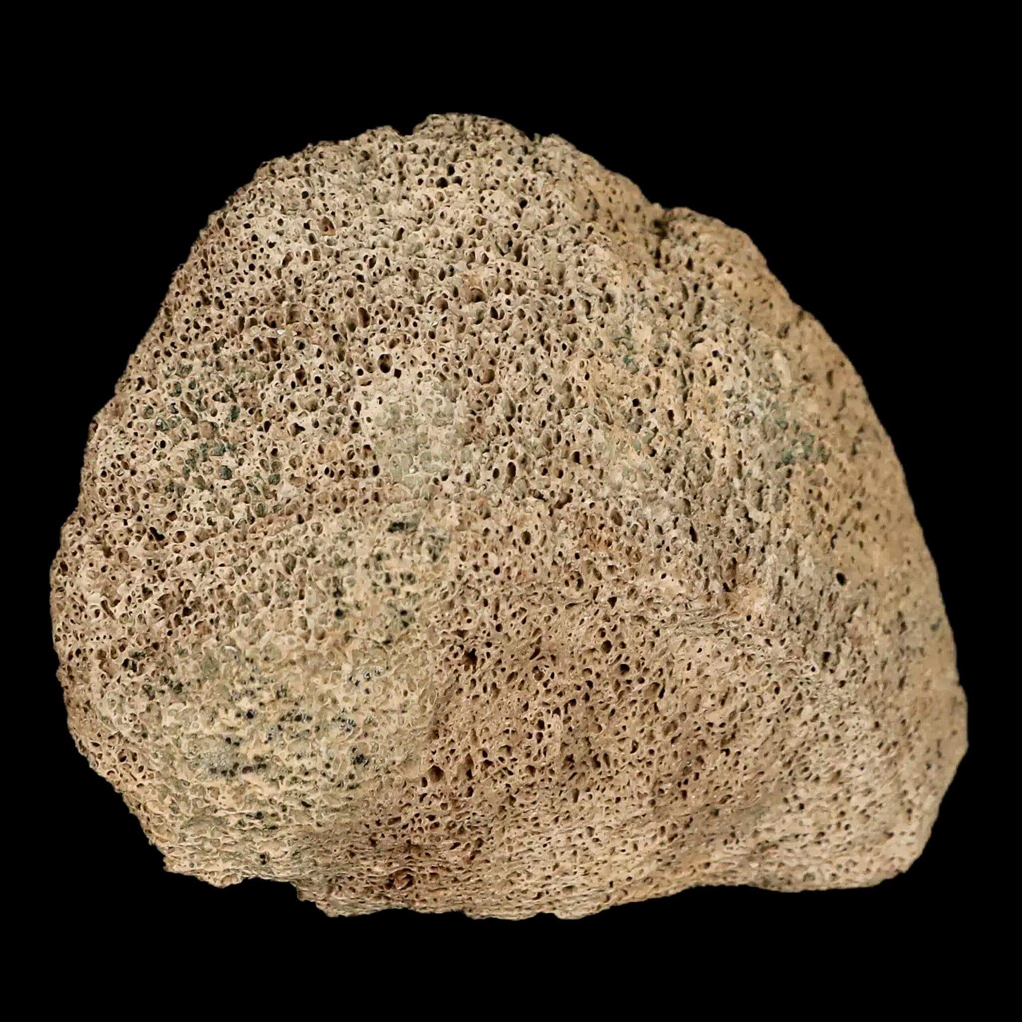 2.8" Lambeosaurus Fossil Bone Marrow Judith River FM MT Cretaceous Dinosaur COA - Fossil Age Minerals