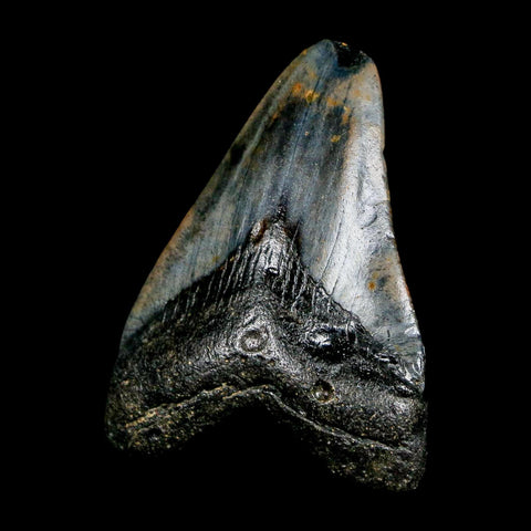 2.1" Quality Megalodon Shark Tooth Serrated Fossil Natural Miocene Age COA