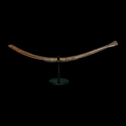 10.2" Ice Age Deer Fossil Rib Bone Pleistocene Epoch 2.58 Million Year Old Stand - Fossil Age Minerals