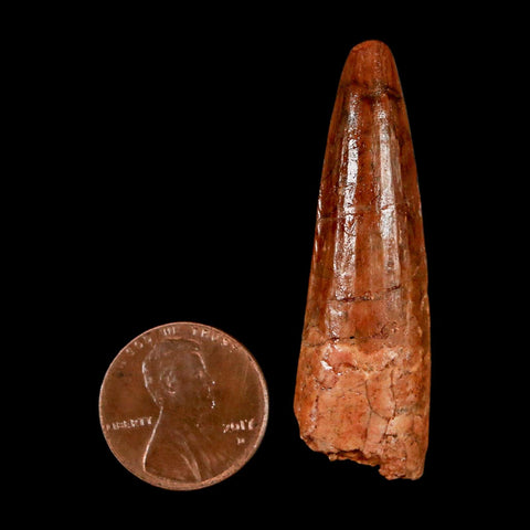 2" Spinosaurus Fossil Tooth 100 Million Years Old Cretaceous Dinosaur COA Stand