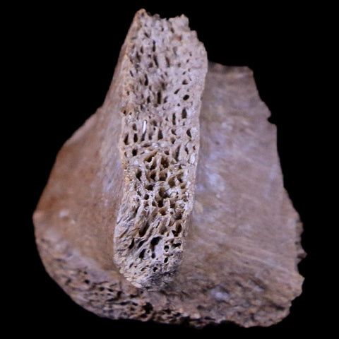 0.9" Corythosaurus Fossil Bone Judith River FM MT Cretaceous Dinosaur COA, Stand - Fossil Age Minerals