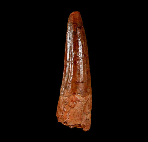 2" Spinosaurus Fossil Tooth 100 Million Years Old Cretaceous Dinosaur COA Stand