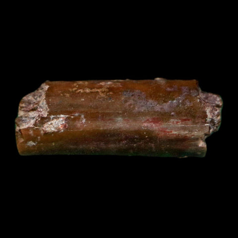 0.5" Dimetrodon Sail Spine Bone Fossil Permian Age Waurika Oklahoma COA, Display - Fossil Age Minerals