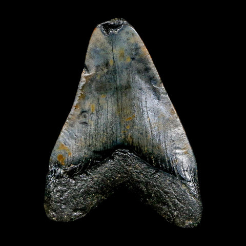 2.1" Quality Megalodon Shark Tooth Serrated Fossil Natural Miocene Age COA