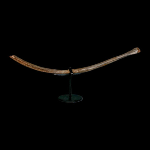 10.2" Ice Age Deer Fossil Rib Bone Pleistocene Epoch 2.58 Million Year Old Stand - Fossil Age Minerals