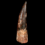 XXL 4.6" Spinosaurus Fossil Tooth 100 Mil Yrs Old Cretaceous Dinosaur COA