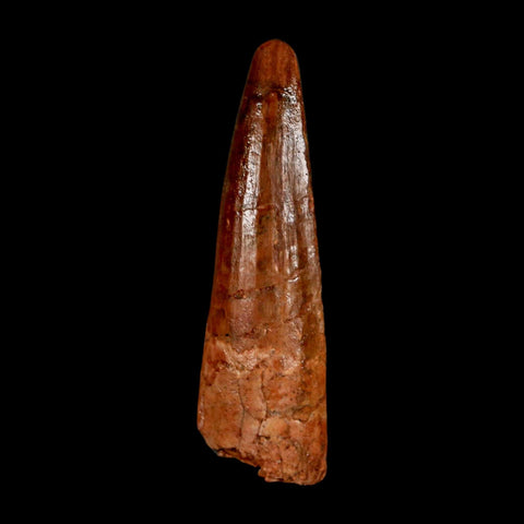 2" Spinosaurus Fossil Tooth 100 Million Years Old Cretaceous Dinosaur COA Stand
